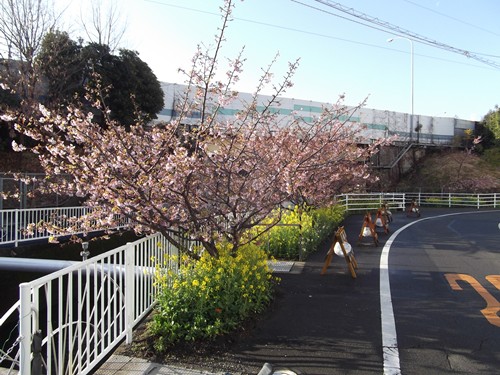 西脇　河津桜