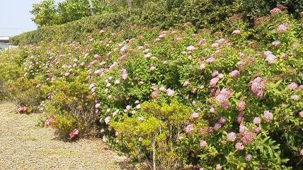 花壇